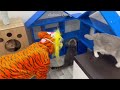 New Funny Animals 😂 Funniest Cats and Dogs Videos 😺🐶 Part 16