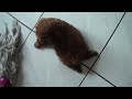 紅貴賓拖把狗 Toy poodle ride the mop