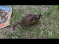 Daniela the Dutch Hookbill looking for bugs