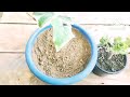 खरीद कर लाए हुए पौधे आखिर क्यों मर जाते हैं।##plantcare#plantRepotting.