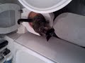 Vivienne cat on toilet