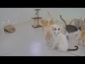 🐶 TRY NOT TO LAUGH 😻 Funniest Catss 2024 😅