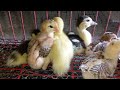 Chicks & Ducklings togetheir in Cage!