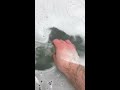 You’ll never believe what this bath bomb does to the water!