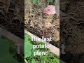 Potato harvest. the last one.