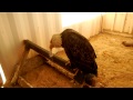 Bald Eagle Update Feb 2015