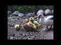 Ducklings Eating Coconut