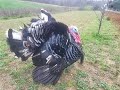 Flirting Turkey