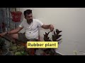 Top indoor low care plants, बहुत सुंदर घर के अंदर लगाने वाले पौधे #gardeningpointds #bestindoorplant