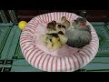 Funny Dogs And Cats Videos 2024 😅Kitten and duckling playing