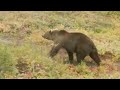 Alaska Grizzly bear at Angstman Cabin
