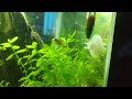 Short Video of my Puffer