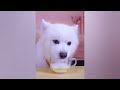 Funniest Cats And Dogs Videos😂- Best Funny Animal Videos 2024😹🐶