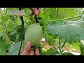 Melon Fruit Selection, Determining BIG AND SIMULTANEOUS MELON ⁉️