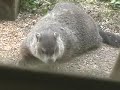 Ground Hog Feeding at my Frount Porch