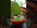 Moneyplant|How to grow moneyplant #ytshort #viral #youtubeshorts |Like and subscribe ♥️