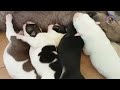 (Late Upload) AN UPDATE TO MY 3 DAYS OLD   PUPPY