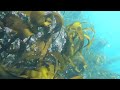 Jade Cove Scuba Diving | Clear Visibility