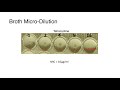 MIC (Broth Microdilution) Testing