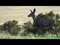 Pinyon Jay flock calls & Mule Deer | Great Sand Dunes Colorado