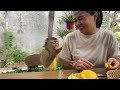 Monkey Lyly couldn't recognize her mother's arrival after she took off the mask on her mother's face