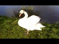 cygne