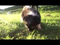 Chihuahua pups playing