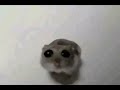 Sad hamster