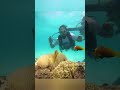 Lakshadweep 5N 6D Solo Tour | Scuba Diving | Agatti Island | Prof Senthil P Kumar | Underwater View