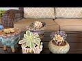 How to water different style of Succulent in Summer, cách tưới nước các loại sen đá khác nhau vào hè