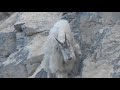 MOUNTAIN GOAT GRIZZLY BEAR ENCOUNTER IN CANADIAN ROCKIES