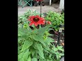 My perennial flower bed along with my annual sunflowers that are just starting to grow