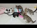 Try Not To Laugh Challenge😜Funny and Cute CAT Videos Compilation 2024😺🐶