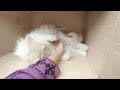 Baby cats - Cute cat funny video 2024 😂 Best ever cute cat video 2024