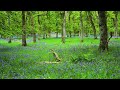 BLUEBELL WOODS | Birds Singing in the Scotland Forest | Relaxing Nature Sounds and Forest Ambience