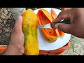 How To Grow Papaya In Pot And Get Lots Of Fruits |   Awesome Papaya Cultivation Technique on Terrace