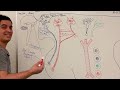 Endocrinology | Hypothalamus: Posterior Pituitary Connection