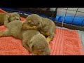 Luna's Litter Update: XL AMERICAN BULLY Puppies 1 Week Old ♥️