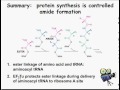 Mechanics of Protein Synthesis Initiation, Elongation, and Termination