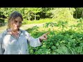 Maine Farmhouse Garden Tour! | 200 Year Old Farmhouse | Cottage Garden