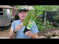 How To Plant Pond Plants In Your Pond! - Garden Guides