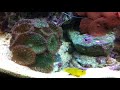 14 Gallon Symbiotic Reef
