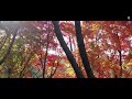 가을 그리고 단풍. Autumn and  foliage. DJI Mavic Pro.