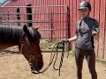 Wild Mustangs Named By Teen Trainers