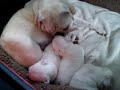White pug mom with all white babies!