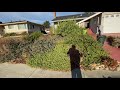 Pruning Manzanitas [practice video #2] IMG 6615