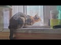 Magical music to calm cats : 1Hour Purring, Music that improves sleep quality, Calm music