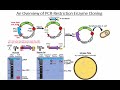 Designing PCR Primers for Restriction Enzyme-mediated Cloning
