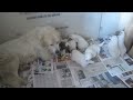 Great Pyrenees Hungry puppies FINALLY get to eat