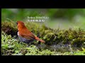 琉球歌鴝/Ryukyu Robin